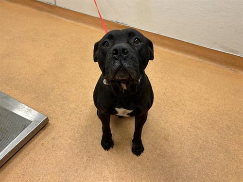 ORCA - Pit Bull Terrier available for adoption
