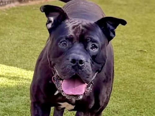 ORCA - Pit Bull Terrier for adoption in Concord