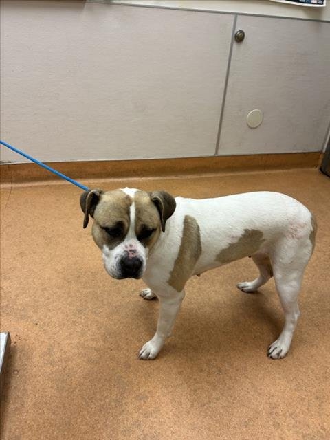 BIG FISH - Pit Bull Terrier available for adoption