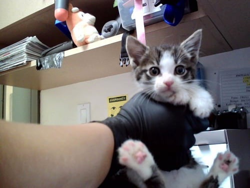 A1049099 - Domestic Short Hair available for adoption