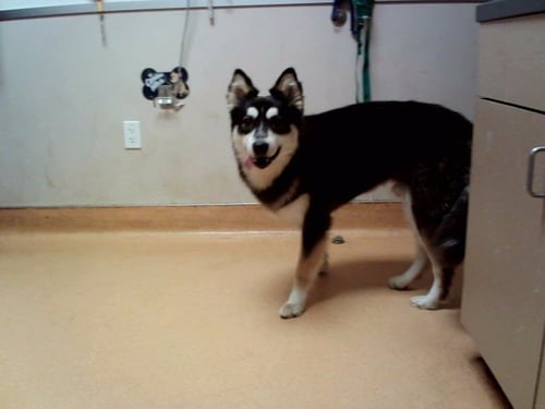 HUBBLE - German Shepherd Dog available for adoption