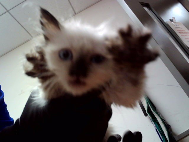 KITTEN 3 Image