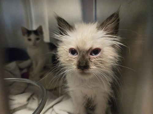 KITTEN 3 - Siamese available for adoption
