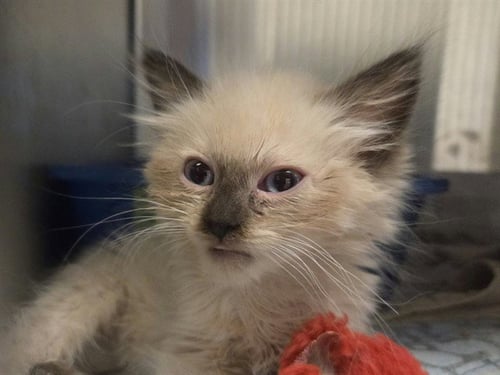 KITTEN 3 - Siamese available for adoption
