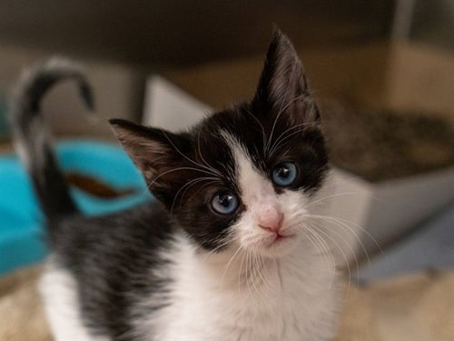 A1054599 - Domestic Short Hair available for adoption