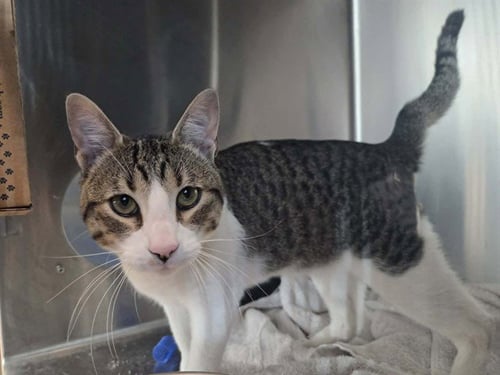 A1047112 - Domestic Short Hair available for adoption