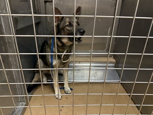 SANTAS LIL HELPER - German Shepherd Dog available for adoption