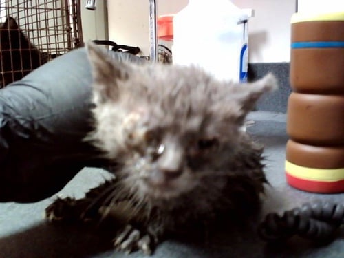 A1047556 - Domestic Short Hair available for adoption