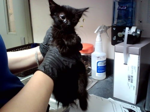 A1053499 - Domestic Medium Hair available for adoption