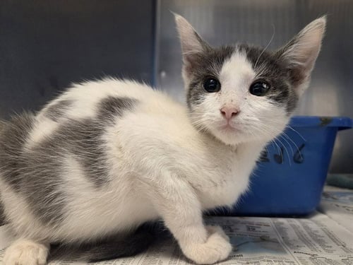 A1053166 - Domestic Short Hair available for adoption