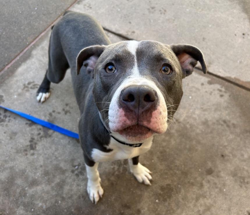 AUGIE - Pit Bull Terrier for adoption in Vallejo
