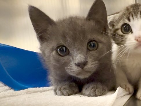 BARRACUDA - Domestic Medium Hair available for adoption