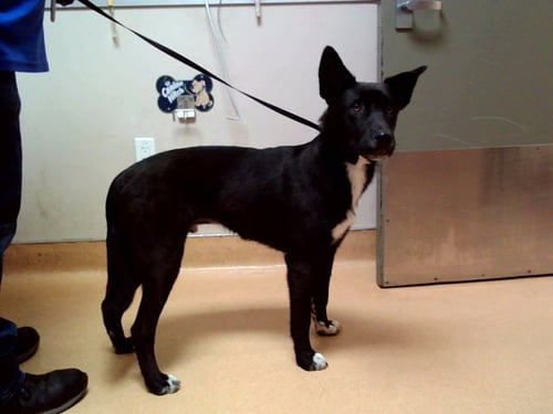 JOSHUA - German Shepherd Dog available for adoption
