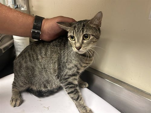 A1051407 - Domestic Short Hair for adoption in Concord