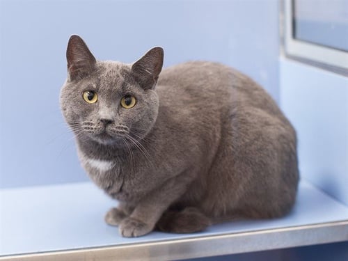 CATNISS EVERGRAY - Domestic Short Hair available for adoption