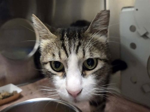 MIDAS - Domestic Short Hair available for adoption