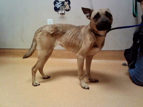BABY GIRL - Pit Bull Terrier available for adoption