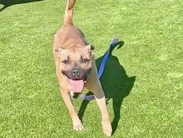 BABY GIRL - Pit Bull Terrier available for adoption