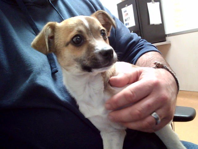 CORN CHIP - Jack Russell Terrier (Parson Russell Terrier) available for adoption