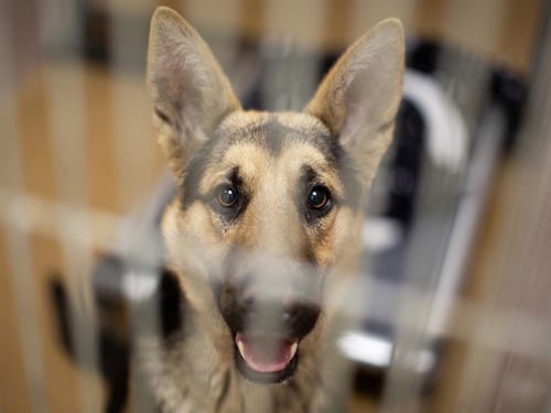 SPIRIT - German Shepherd Dog available for adoption