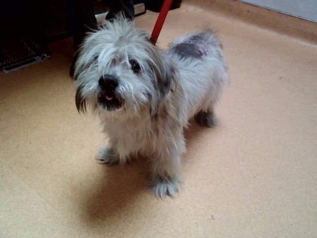 THEO - Terrier for adoption in Vallejo