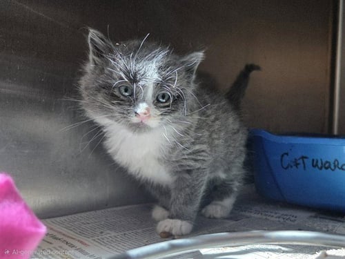 A1048616 - Domestic Short Hair available for adoption