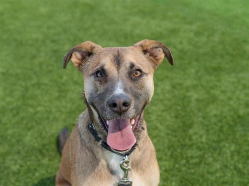 ARCADIA - German Shepherd Dog available for adoption