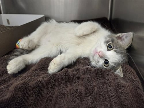 A1047375 - Domestic Short Hair available for adoption