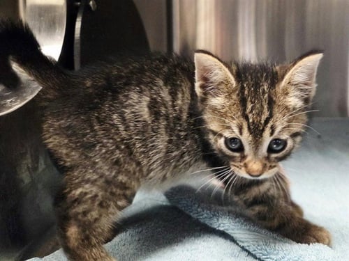 A1054071 - Domestic Short Hair available for adoption