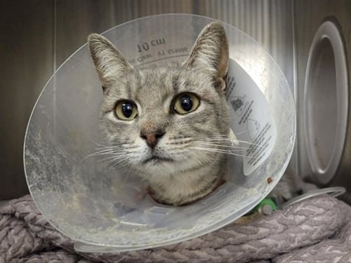 TINKERBELL - Domestic Short Hair available for adoption