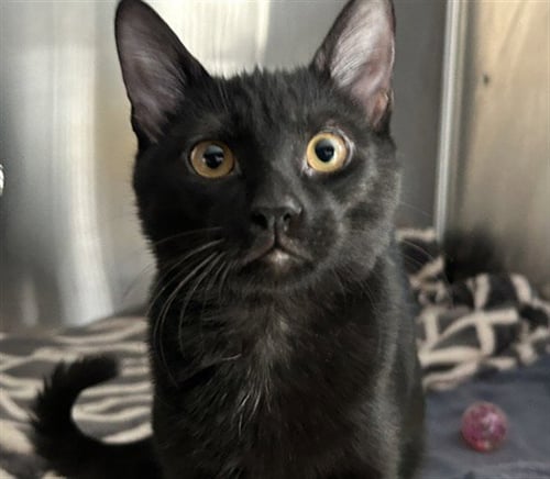 SESAME - Domestic Short Hair available for adoption