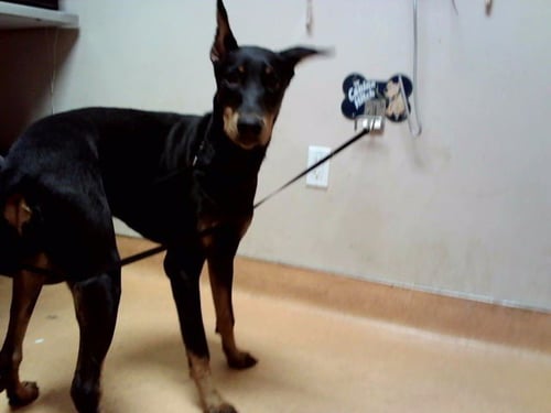 PETRA - Doberman Pinscher available for adoption