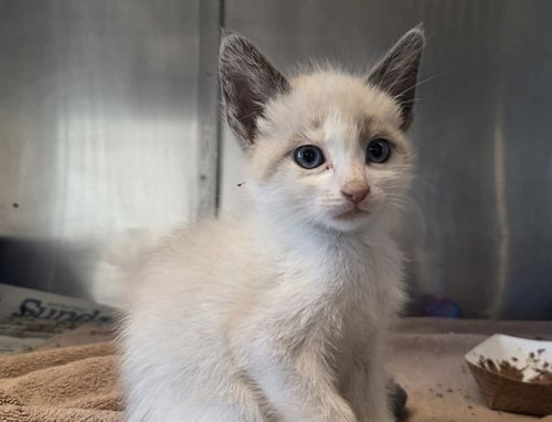 A1048087 - Domestic Short Hair available for adoption