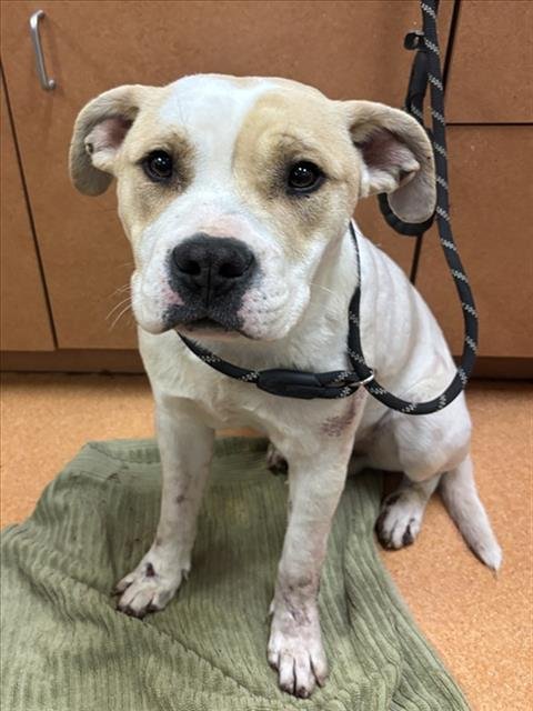 BENJAMIN - Pit Bull Terrier available for adoption