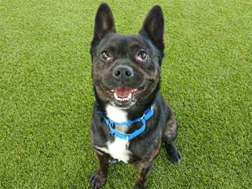 DIBBY - Terrier available for adoption