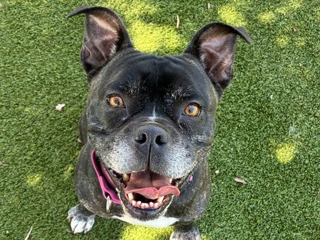 GORDON - Boxer for adoption in Concord