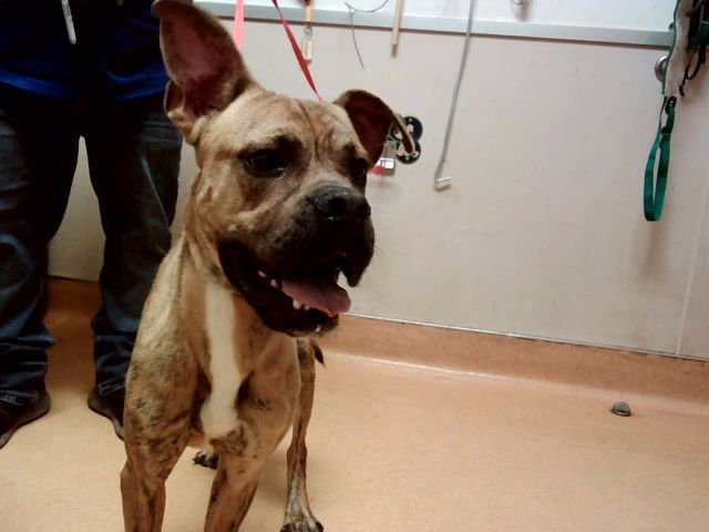 KELSO - Boxer available for adoption