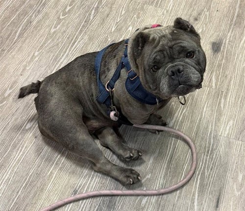 POPPY - Bulldog available for adoption
