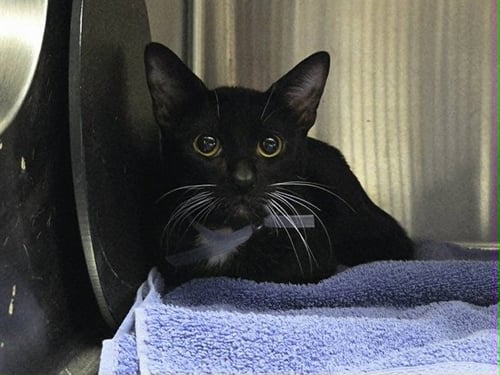 BEANIE - Domestic Short Hair available for adoption