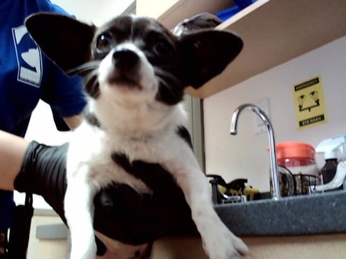 TINA FEY - Chihuahua available for adoption