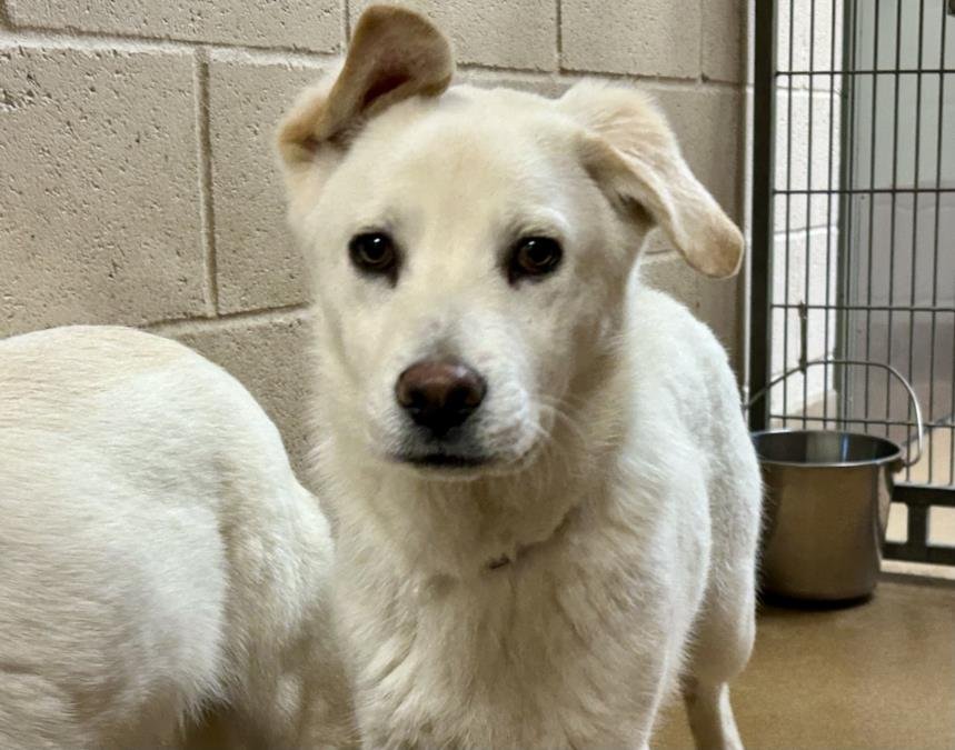 KLAUS - Siberian Husky available for adoption
