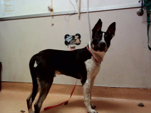 BROCK - Pit Bull Terrier available for adoption