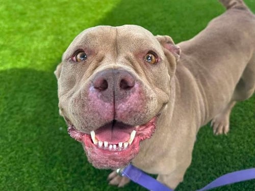 ANDROMEDA - Pit Bull Terrier for adoption in Concord