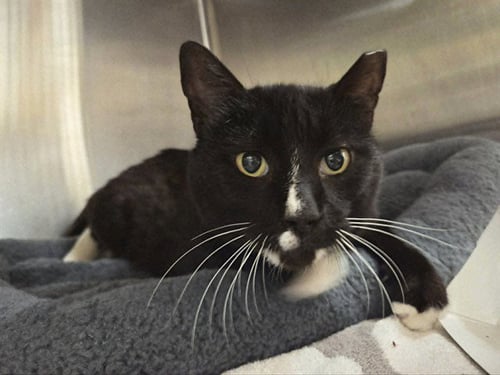 DON JUAN - Domestic Short Hair available for adoption