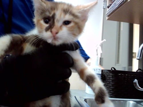 A1050410 - Domestic Short Hair available for adoption