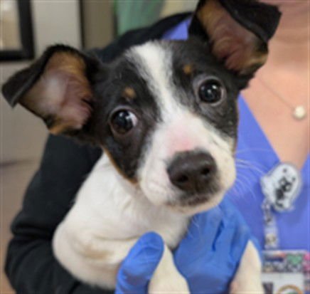 PENNY - Chihuahua available for adoption