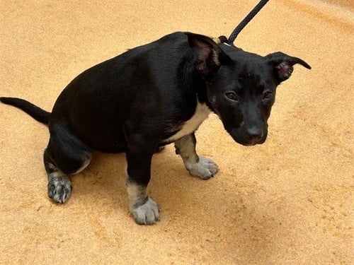 MAKENZIE - German Shepherd Dog / Pit Bull Terrier available for adoption