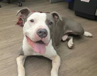 PETEY - Photo 1