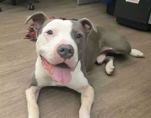 PETEY - Pit Bull Terrier available for adoption