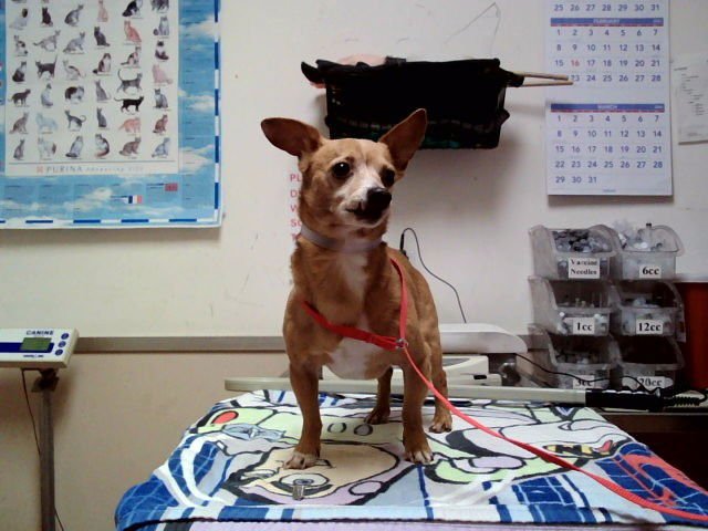 YEATS - Chihuahua available for adoption